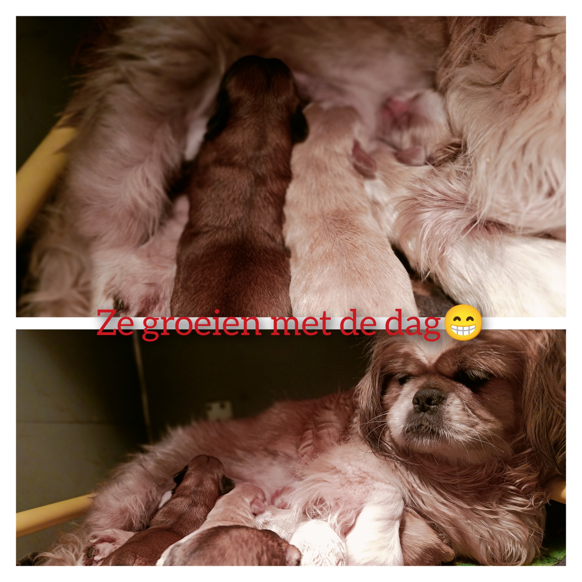 (16-01) 3 dagen oud maar wat groeien ze snel😁