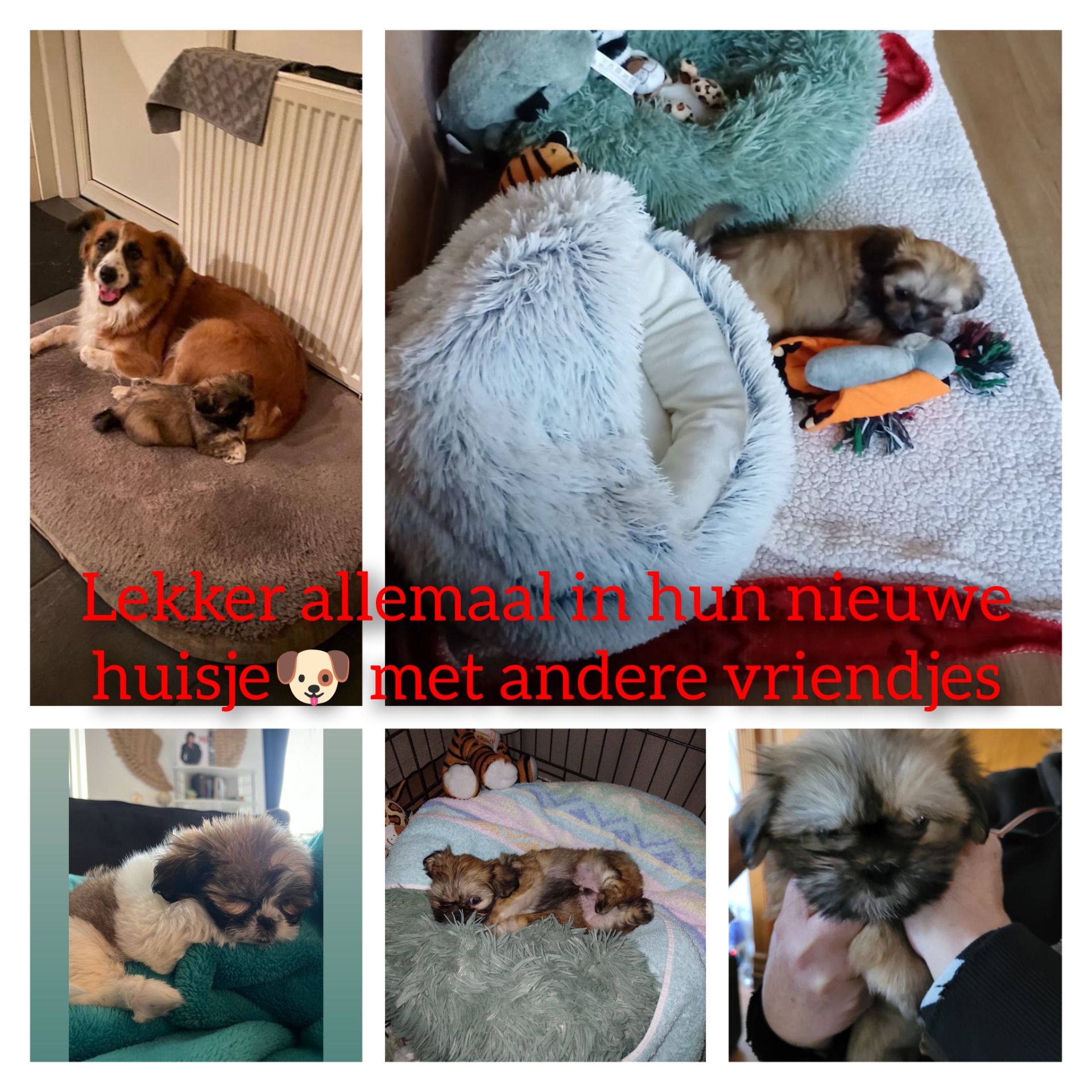 Allemaal goed terecht gekomen🥰🐶